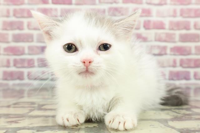 東京都のマンチカン (Coo&RIKU中野サンモール店/2024年3月25日生まれ/女の子/ブルーホワイト)の子猫
