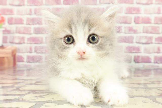 福島県のマンチカン (Coo&RIKU郡山店/2024年3月25日生まれ/男の子/ブルーホワイト)の子猫