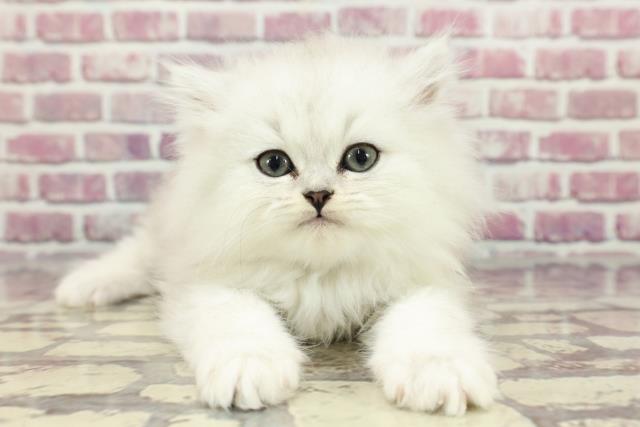 東京都のペルシャ (Coo&RIKU大久保店/2024年3月20日生まれ/男の子/チンチラシルバー)の子猫