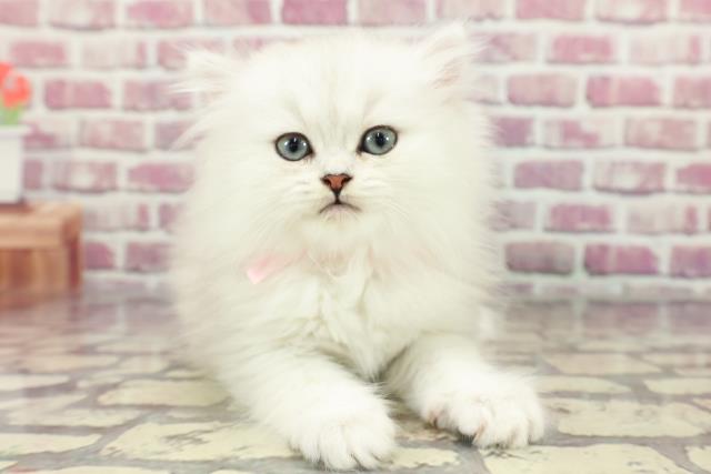 東京都のペルシャ (Coo&RIKU赤坂店/2024年3月20日生まれ/女の子/チンチラシルバー)の子猫