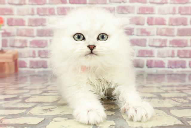 東京都のペルシャ (Coo&RIKU新宿三丁目店/2024年3月20日生まれ/女の子/チンチラシルバー)の子猫
