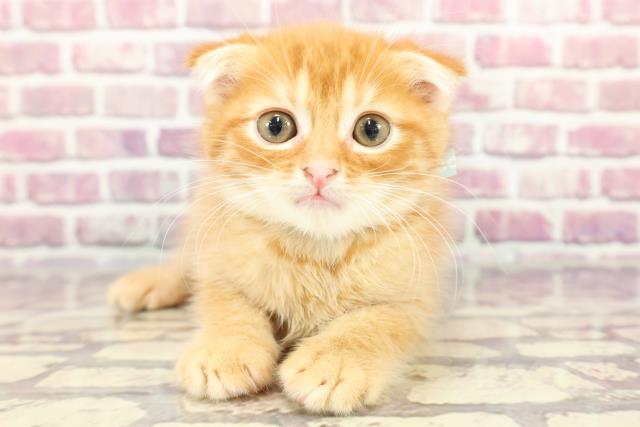 北海道のスコティッシュフォールド (Coo&RIKU札幌西店/2024年3月20日生まれ/男の子/レッドタビー)の子猫