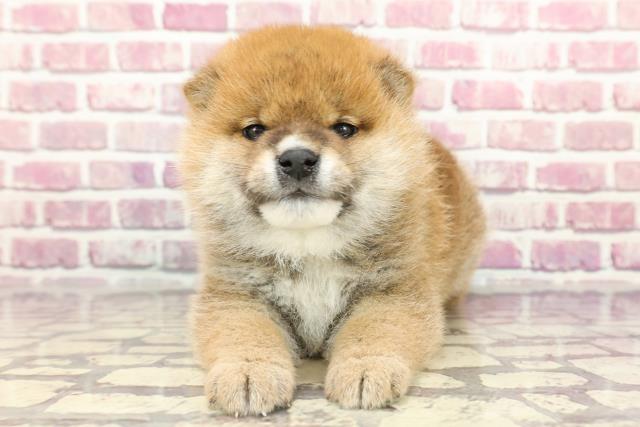 長野県の柴犬(標準サイズ) (Coo&RIKUコメリパワー長野東部店/2024年3月24日生まれ/男の子/赤)の子犬