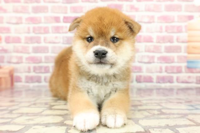 徳島県の柴犬(標準サイズ) (Coo&RIKU徳島店/2024年3月24日生まれ/男の子/赤)の子犬