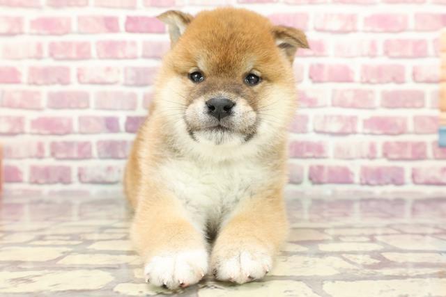 沖縄県の柴犬(標準サイズ) (Coo&RIKUイオン北谷店/2024年3月24日生まれ/男の子/赤)の子犬
