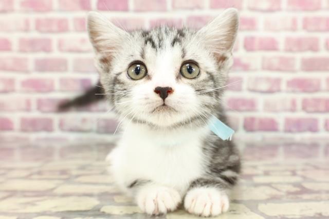 沖縄県のマンチカン (Coo&RIKUイオン北谷店/2024年3月12日生まれ/男の子/シルバータビーホワイト)の子猫