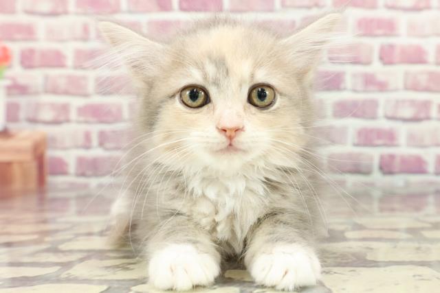 北海道のサイベリアン (Coo&RIKU釧路店/2024年3月13日生まれ/女の子/ブルーパッチドタビーホワイト)の子猫