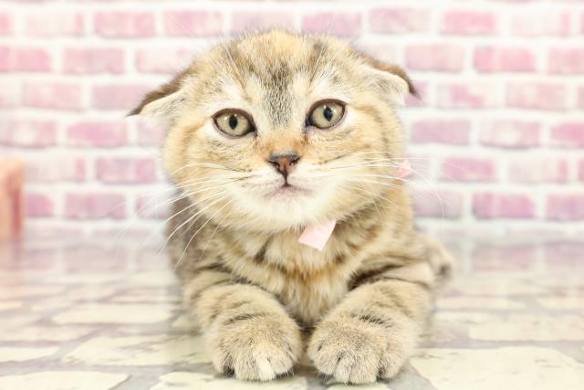 北海道のスコティッシュフォールド (Coo&RIKU旭川店/2024年3月6日生まれ/女の子/ブラウンパッチドタビー)の子猫