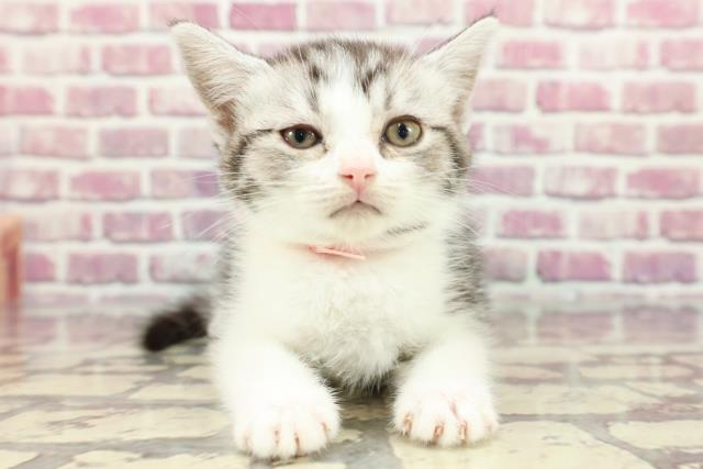 千葉県のスコティッシュフォールド (Coo&RIKU市原店/2024年3月22日生まれ/男の子/シルバータビーホワイト)の子猫