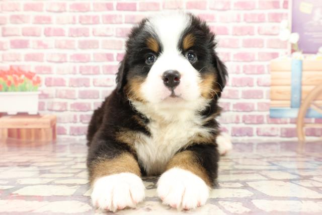 長崎県のバーニーズマウンテンドッグ (Coo&RIKU大村店/2024年3月21日生まれ/男の子/ブラックラストホワイト)の子犬