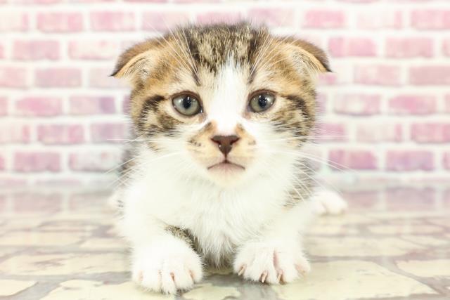 埼玉県のスコティッシュフォールド (Coo&RIKU熊谷ニットーモール店/2024年3月25日生まれ/男の子/ブラウンタビーホワイト)の子猫