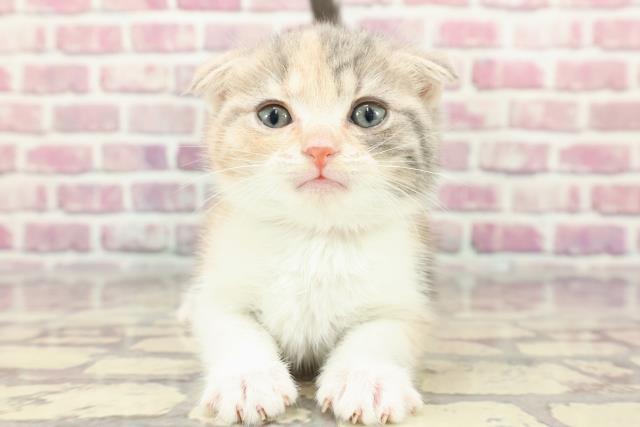 東京都のスコティッシュフォールド (Coo&RIKU下北沢店/2024年3月25日生まれ/女の子/ダイリュートキャリコ)の子猫