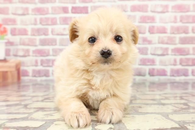 北海道のポメプー(ポメラニアン×プードル) (Coo&RIKU北見店/2024年3月25日生まれ/女の子/クリーム)の子犬