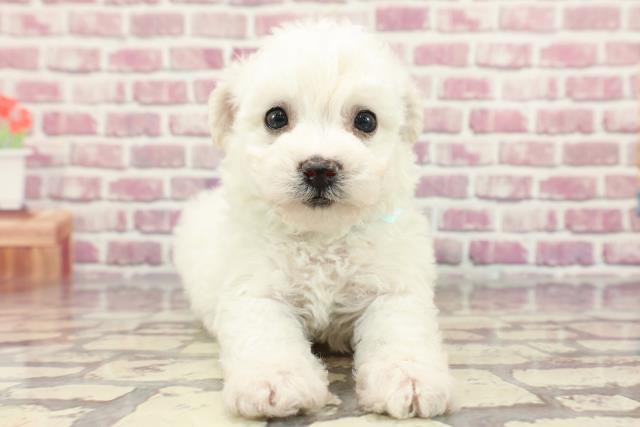 広島県のビションフリーゼ (Coo&RIKU広島北店/2024年3月26日生まれ/男の子/ホワイト)の子犬