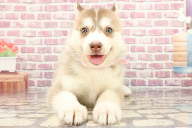 東京都のシベリアンハスキー (Coo&RIKU東久留米店/2024年3月23日生まれ/女の子/チョコレートホワイト)の子犬