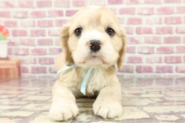 北海道のアメリカンコッカースパニエル (Coo&RIKU帯広店/2024年3月20日生まれ/男の子/バフホワイト)の子犬