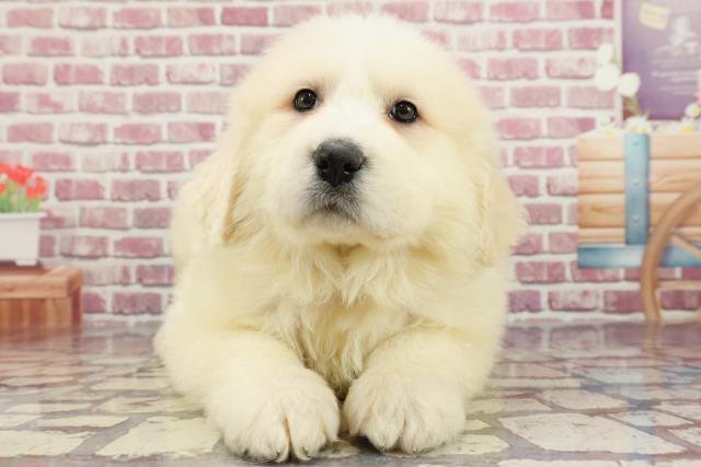 神奈川県のグレートピレニーズ (Coo&RIKU横浜旭店/2024年3月26日生まれ/女の子/ホワイト)の子犬
