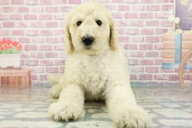 広島県のスタンダードプードル (Coo&RIKU東広島店/2024年3月26日生まれ/女の子/ホワイト)の子犬
