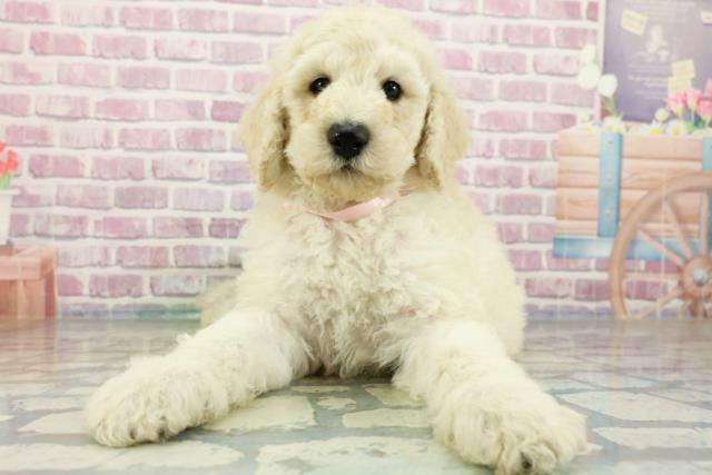広島県のスタンダードプードル (Coo&RIKU広島北店/2024年3月26日生まれ/女の子/ホワイト)の子犬