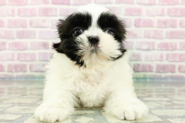 千葉県のシーズー (Coo&RIKU若葉都賀店/2024年3月26日生まれ/女の子/ホワイトブラック)の子犬