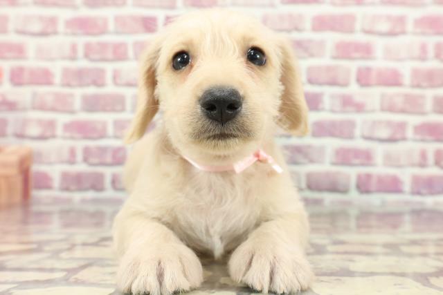 山形県のハーフ犬 (Coo&RIKUイオンタウン酒田店/2024年3月25日生まれ/女の子/クリーム)の子犬
