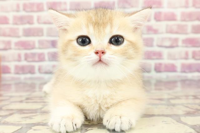 東京都のブリティッシュショートヘアー (Coo&RIKU吉祥寺店/2024年3月25日生まれ/男の子/ブラウン＆ゴールデン)の子猫