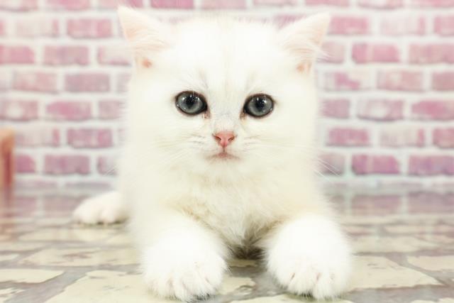 埼玉県のブリティッシュショートヘアー (Coo&RIKU大宮店/2024年3月25日生まれ/男の子/ゴールデンポイント)の子猫