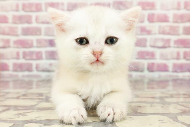 東京都のブリティッシュショートヘアー (Coo&RIKU吉祥寺店/2024年3月25日生まれ/男の子/シェーデットゴールデン)の子猫
