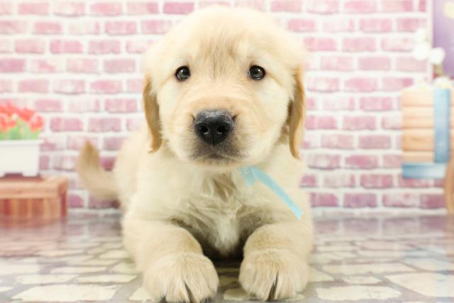 埼玉県のゴールデンレトリバー (Coo&RIKU熊谷ニットーモール店/2024年3月17日生まれ/男の子/ゴールデン)の子犬