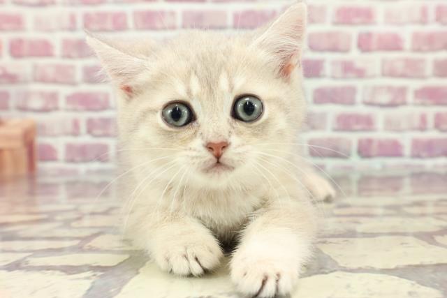 東京都のブリティッシュショートヘアー (Coo&RIKU立川店/2024年3月20日生まれ/女の子/ブルー＆ゴールデンシェル)の子猫
