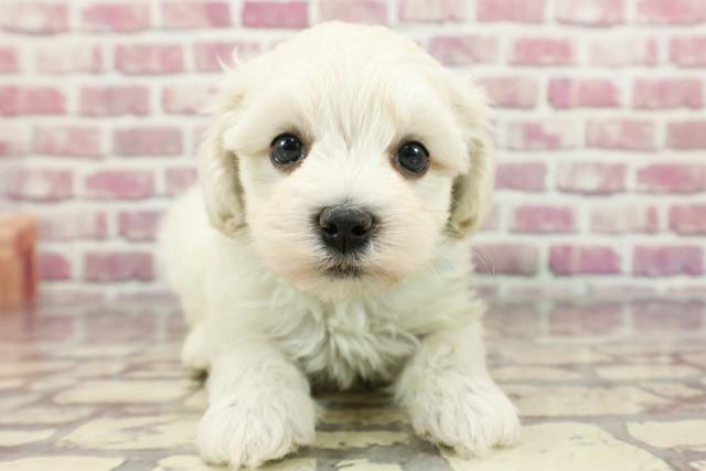 和歌山県のマルプー(マルチーズ×プードル) (Coo&RIKU和歌山店/2024年3月25日生まれ/男の子/ホワイト)の子犬