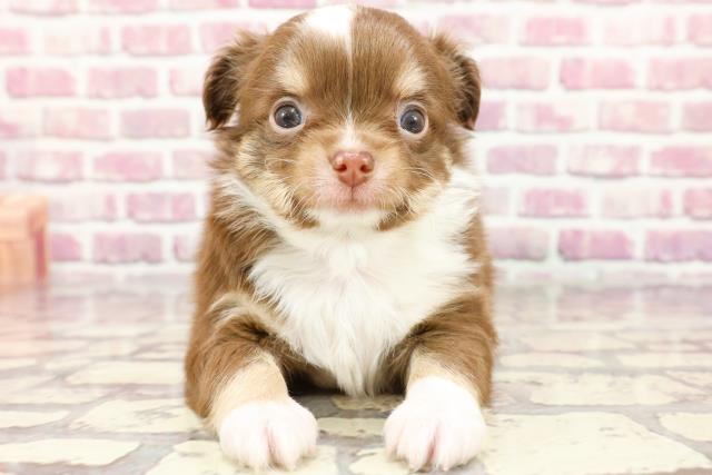 愛媛県のチワワ(ロング) (Coo&RIKUイオンタウン川之江店/2024年3月26日生まれ/男の子/チョコレートタンホワイト)の子犬