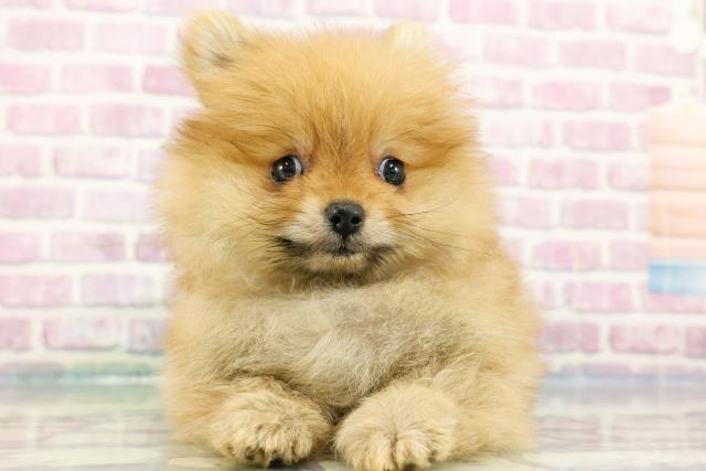 福島県のポメラニアン (Coo&RIKUいわき店/2024年3月24日生まれ/女の子/オレンジ)の子犬