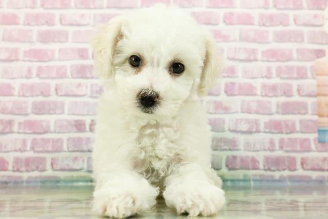 福島県のビションフリーゼ (Coo&RIKU福島店/2024年3月26日生まれ/女の子/ホワイト)の子犬
