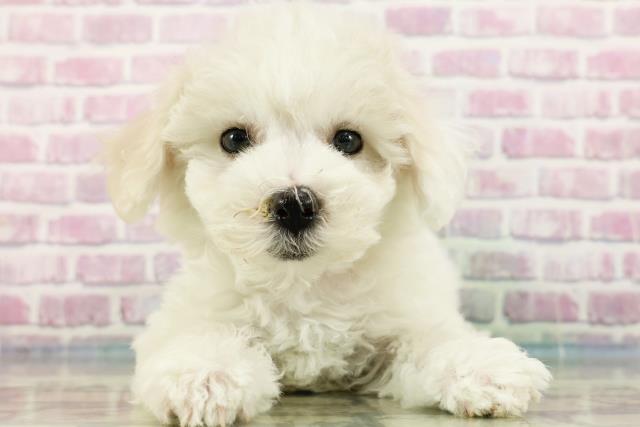 福島県のビションフリーゼ (Coo&RIKU郡山店/2024年3月26日生まれ/女の子/ホワイト)の子犬