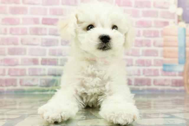 東京都のビションフリーゼ (Coo&RIKU足立本店/2024年3月26日生まれ/女の子/ホワイト)の子犬