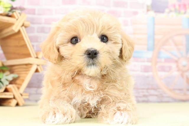 静岡県のマルプー(マルチーズ×プードル) (Coo&RIKU浜松店/2024年3月25日生まれ/女の子/アプリコット)の子犬