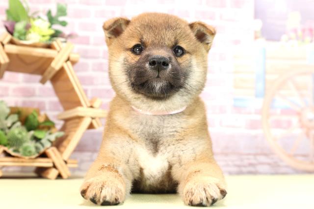三重県の柴犬(標準サイズ) (Coo&RIKU津高茶屋店/2024年3月25日生まれ/女の子/赤)の子犬