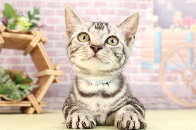 三重県のアメリカンショートヘアー (Coo&RIKU四日市店/2024年2月6日生まれ/男の子/シルバータビー)の子猫