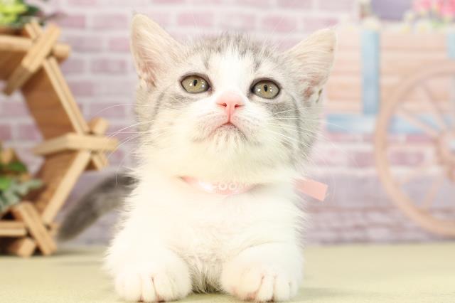 静岡県のミヌエット (Coo&RIKU浜松店/2024年3月12日生まれ/女の子/ブルータビーホワイト)の子猫