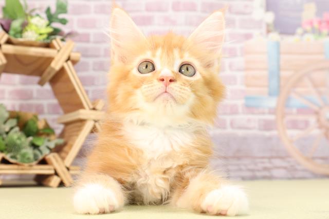静岡県のメインクーン (Coo&RIKU静岡SBS通り店/2024年3月15日生まれ/男の子/レッドタビー)の子猫