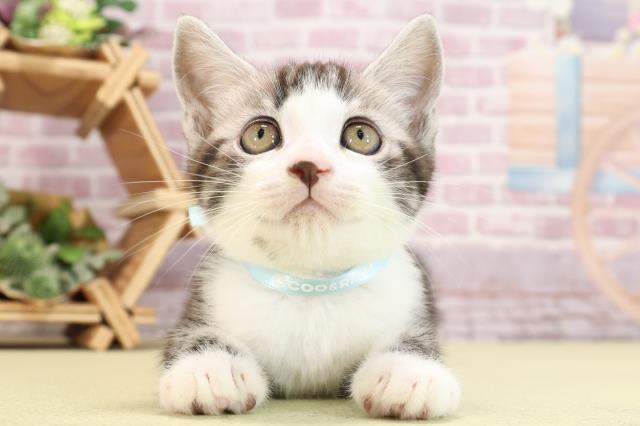 静岡県のスコティッシュフォールド (Coo&RIKU浜松店/2024年3月22日生まれ/男の子/シルバータビーホワイト)の子猫