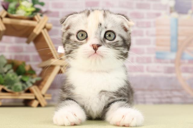 愛知県のスコティッシュフォールド (Coo&RIKU半田店/2024年3月22日生まれ/女の子/シルバーパッチドタビーホワイト)の子猫
