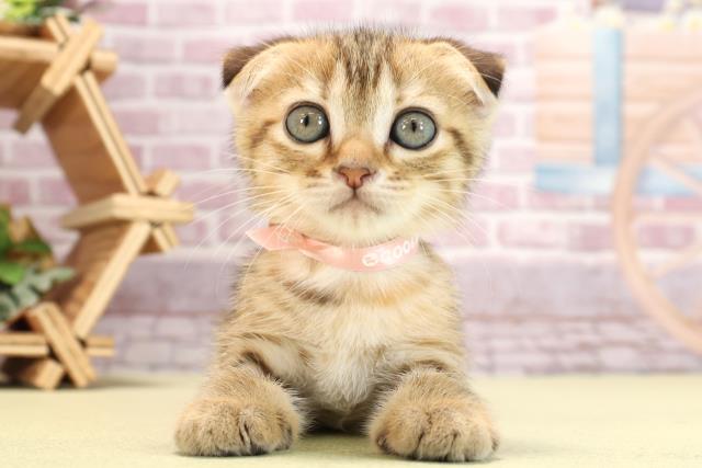静岡県のスコティッシュフォールド (Coo&RIKU静岡SBS通り店/2024年3月22日生まれ/女の子/ブラウンタビー)の子猫