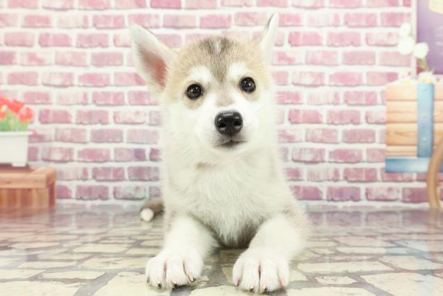 福島県のシベリアンハスキー (Coo&RIKUいわき店/2024年3月27日生まれ/女の子/シルバーホワイト)の子犬