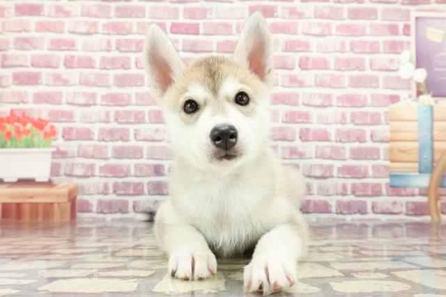 東京都のシベリアンハスキー (Coo&RIKU足立本店/2024年3月27日生まれ/女の子/シルバーホワイト)の子犬