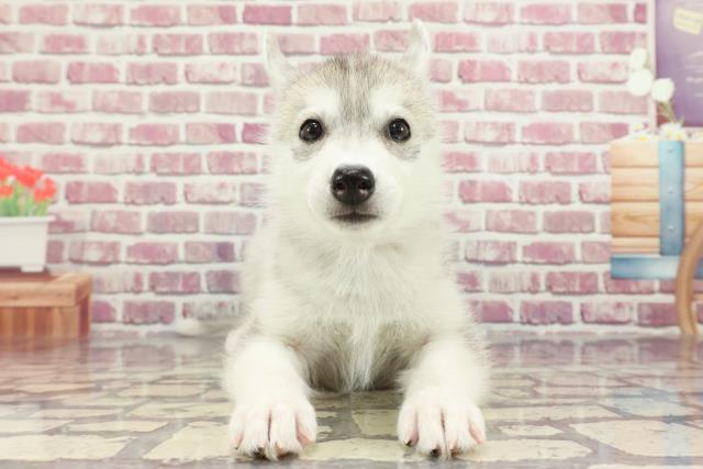 広島県のシベリアンハスキー (Coo&RIKU福山店/2024年3月27日生まれ/女の子/シルバーホワイト)の子犬