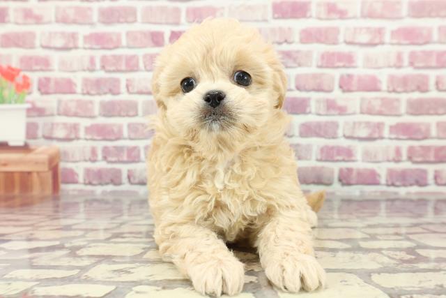福島県のペキプー(ペキニーズ×プードル) (Coo&RIKU郡山店/2024年3月26日生まれ/女の子/アプリコット)の子犬