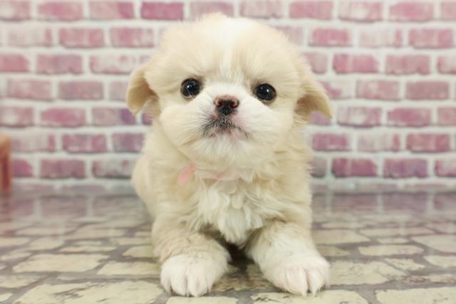 福島県のペキプー(ペキニーズ×プードル) (Coo&RIKUいわき店/2024年3月26日生まれ/女の子/クリームホワイト)の子犬