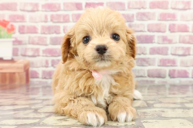 栃木県のチワプー/プーチー(チワワ×プードル) (Coo&RIKU足利店/2024年3月27日生まれ/女の子/アプリコットホワイト)の子犬